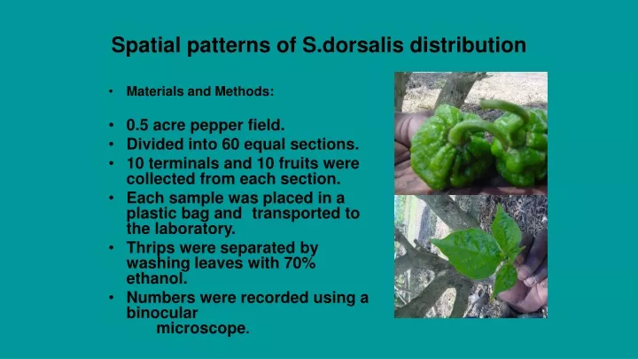 spatial patterns of s dorsalis distribution