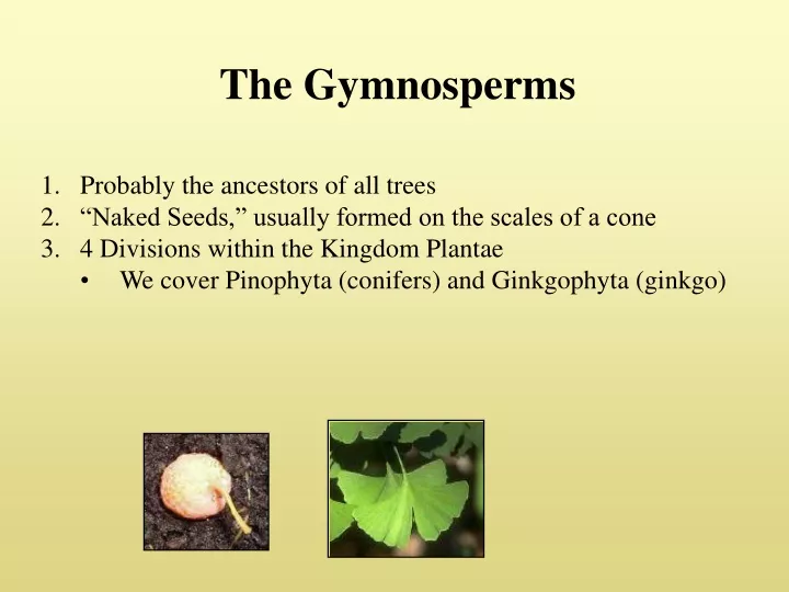 the gymnosperms