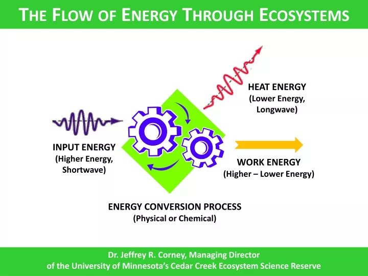 the flow of energy through ecosystems