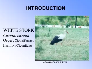 WHITE STORK Ciconia ciconia Order: Ciconiformes Family :  Ciconiidae