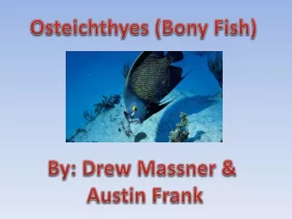 Osteichthyes  (Bony Fish)