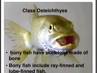 Class  Osteichthyes bony fish have skeletons made of bone