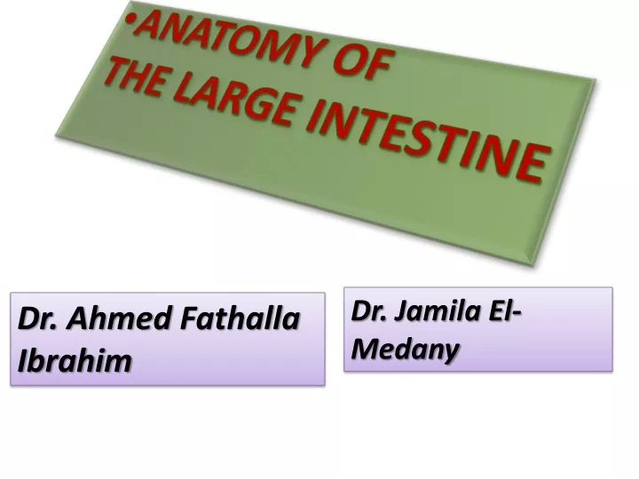 anatomy of the large intestine
