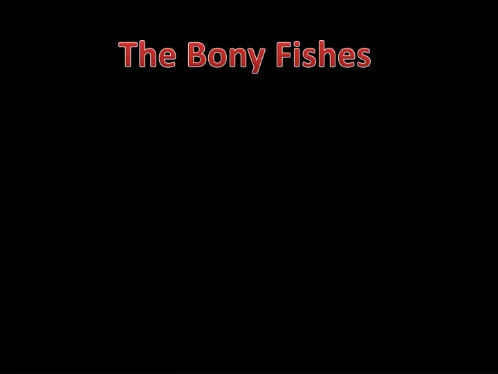 the bony fishes