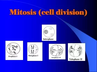 Mitosis (cell division)