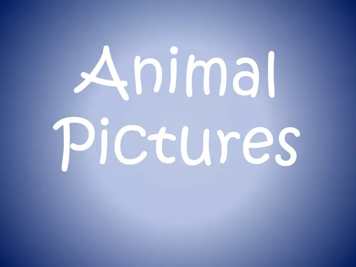 animal pictures