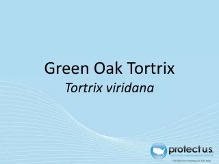 Green Oak Tortrix Tortrix viridana