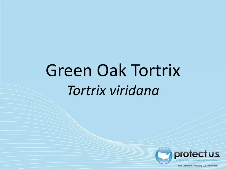 green oak tortrix tortrix viridana
