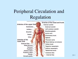 Peripheral Circulation and Regulation