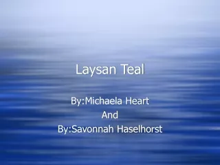 Laysan Teal