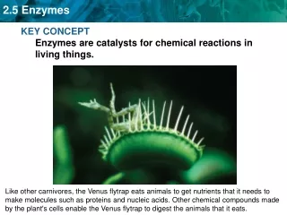 KEY CONCEPT Enzymes are catalysts for chemical reactions in living things.