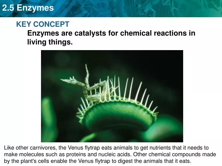 key concept enzymes are catalysts for chemical