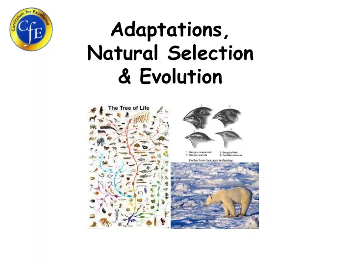 adaptations natural selection evolution