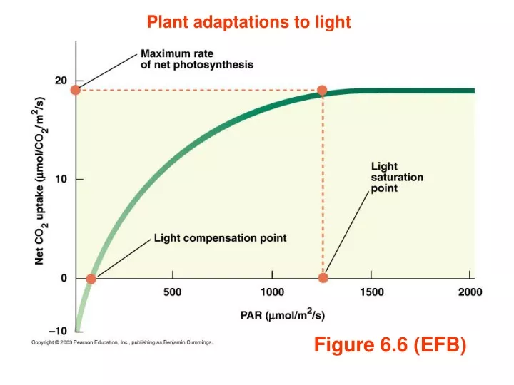 plant adaptations to light