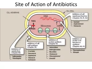 Site of Action of Antibiotics