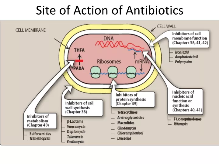 site of action of antibiotics