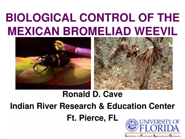 biological control of the mexican bromeliad weevil