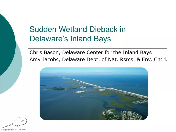 sudden wetland dieback in delaware s inland bays