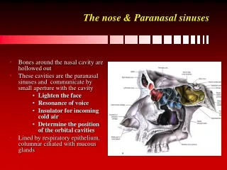 The nose &amp; Paranasal sinuses