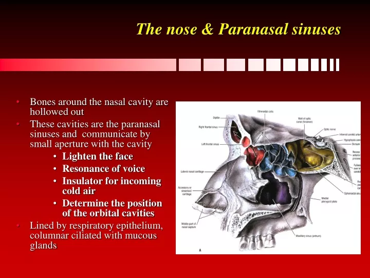the nose paranasal sinuses