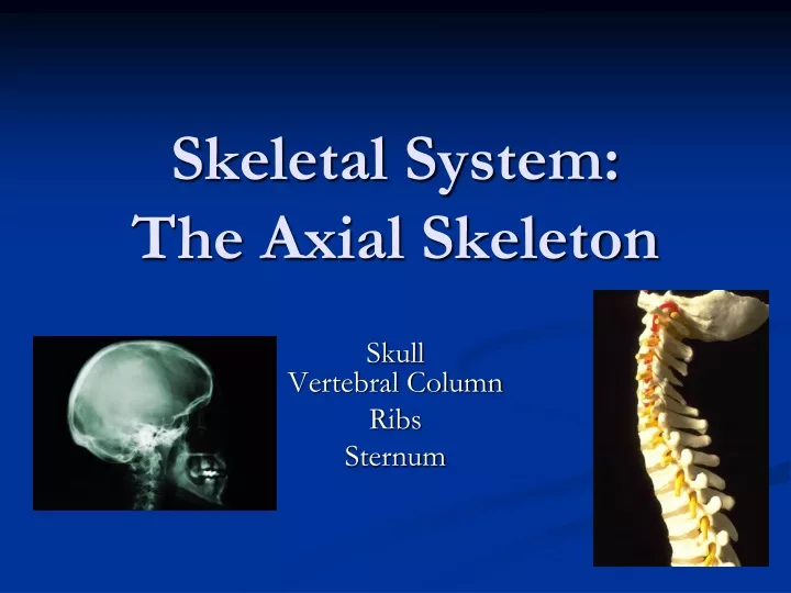 skeletal system the axial skeleton