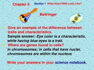 Section 1   What Does DNA Look Like?