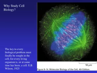 Why Study Cell Biology?