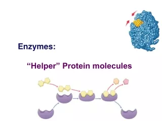 Enzymes:     “Helper” Protein molecules