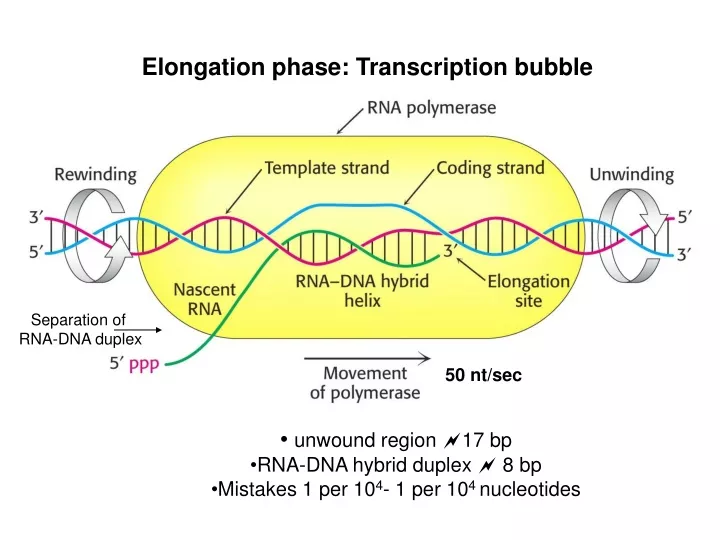 elongation phase transcription bubble