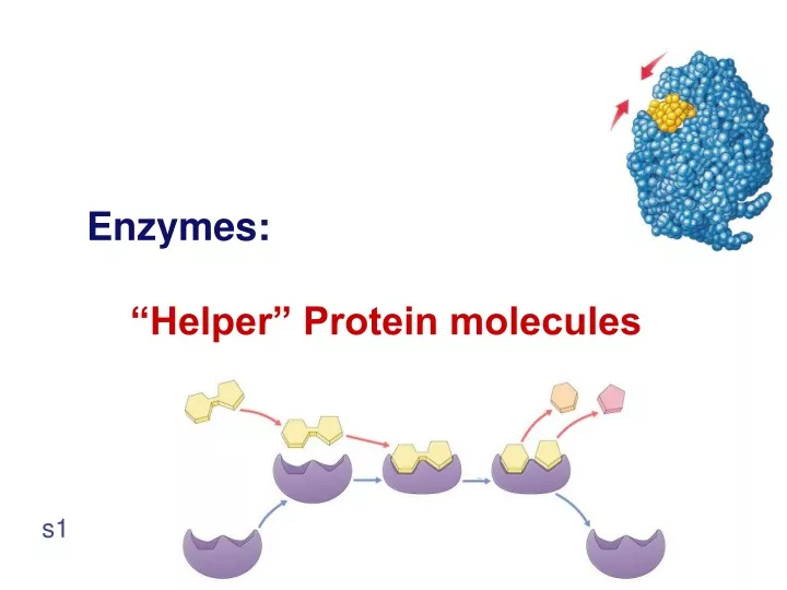 enzymes helper protein molecules