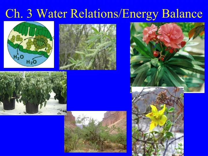 ch 3 water relations energy balance