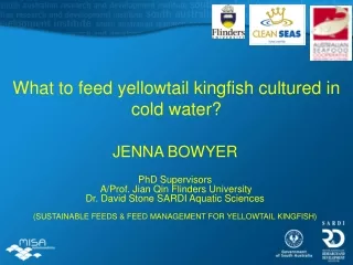 What to feed yellowtail kingfish cultured in cold water?