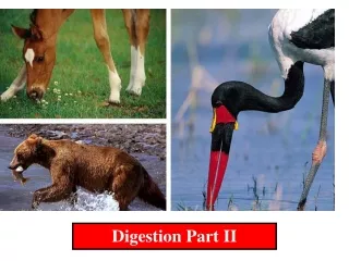 Digestion Part II