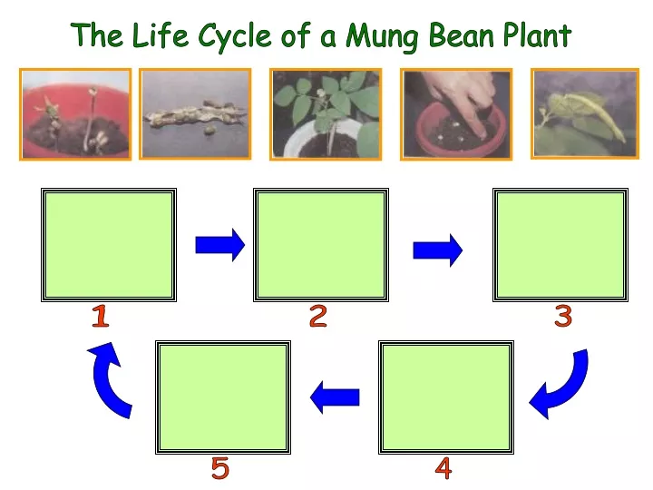 the life cycle of a mung bean plant