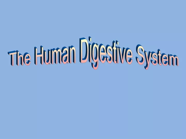 the human digestive system