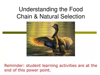 Understanding the Food Chain &amp; Natural Selection