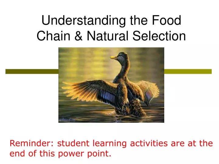understanding the food chain natural selection