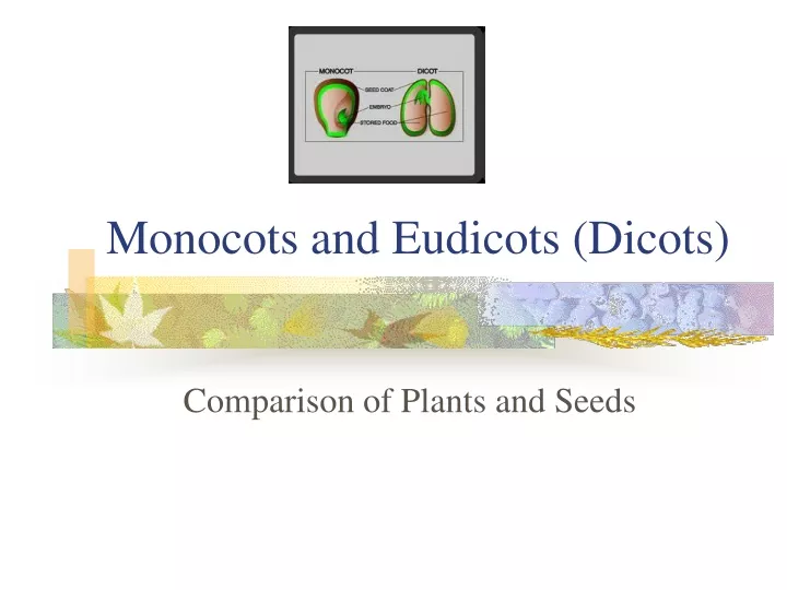 monocots and eudicots dicots