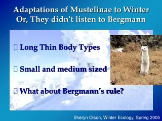 Adaptations of Mustelinae to Winter Or, They didn’t listen to Bergmann