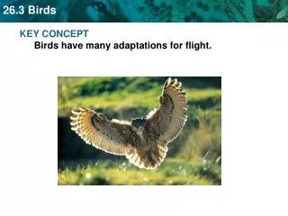 KEY CONCEPT  Birds have many adaptations for flight.