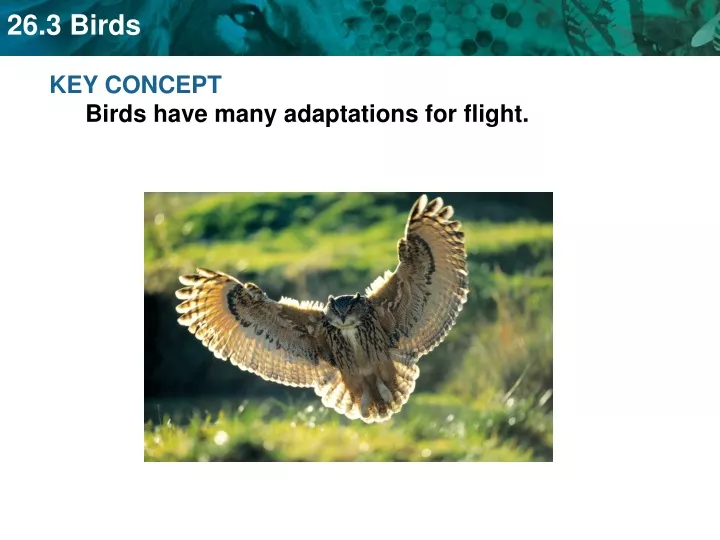 key concept birds have many adaptations for flight