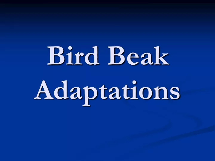 bird beak adaptations