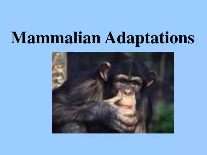 mammalian adaptations