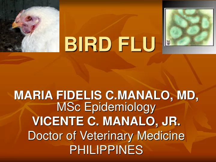 bird flu