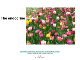 The endocrine  system