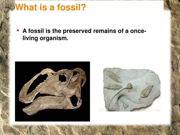 what is a fossil