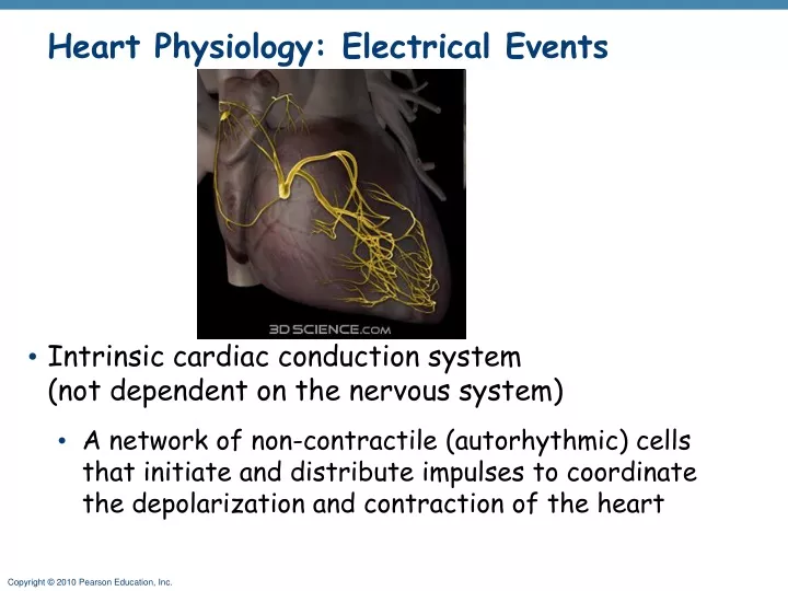heart physiology electrical events