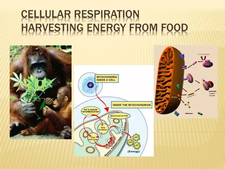 cellular respiration harvesting energy from food