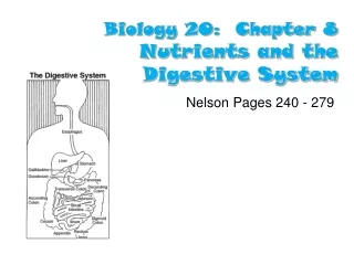 Biology 20:  Chapter 8 Nutrients and the Digestive System