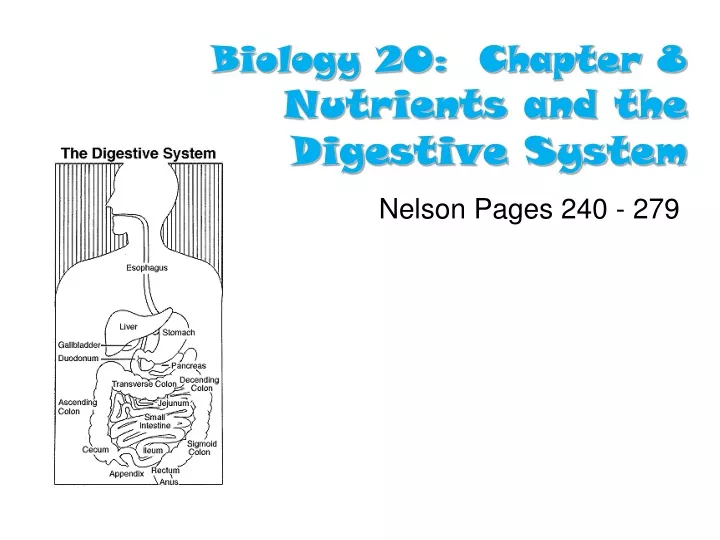 biology 20 chapter 8 nutrients and the digestive system